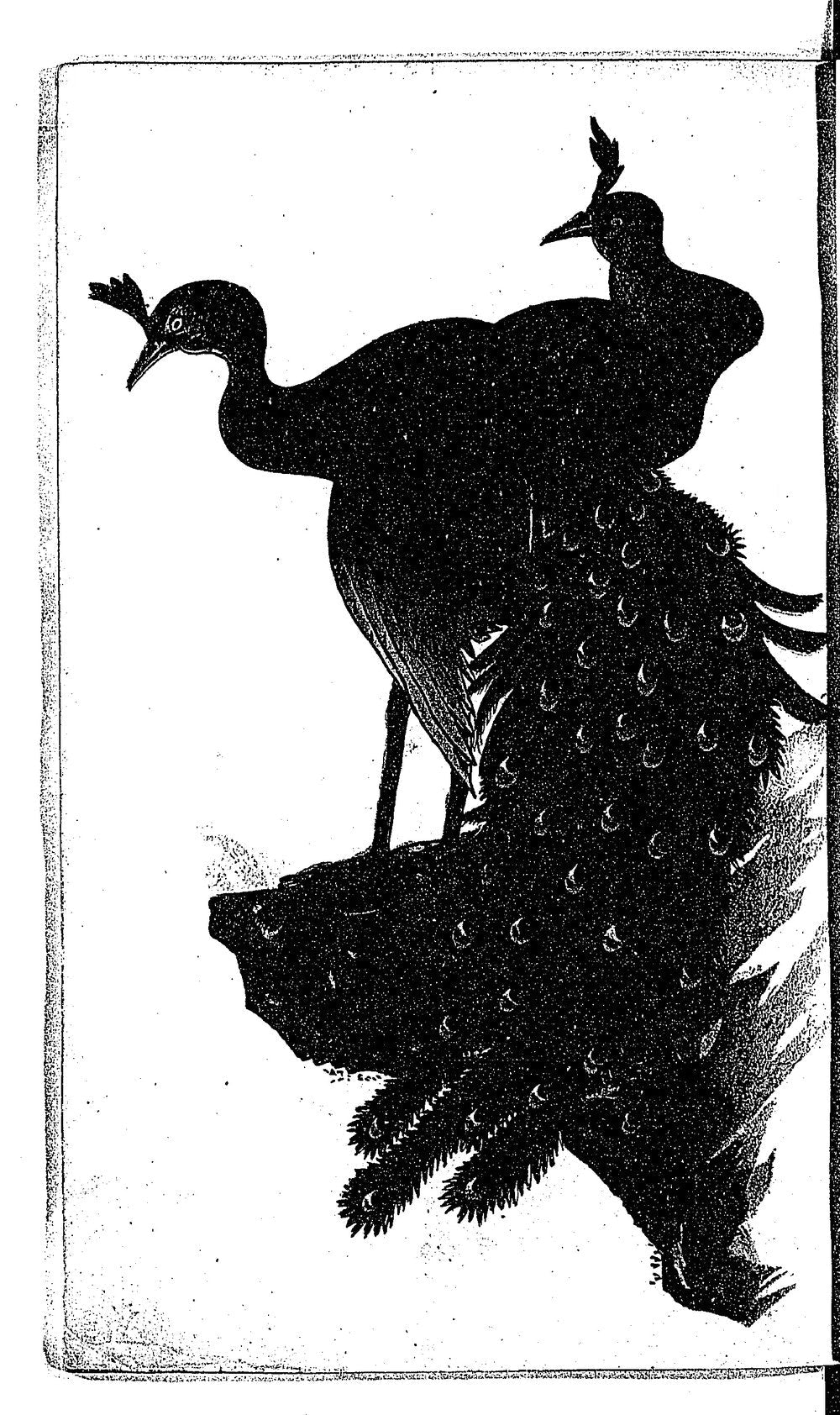 Page 2 of the 1909 manual with the marginal heading stating tsumami-zaiku is native to Japan