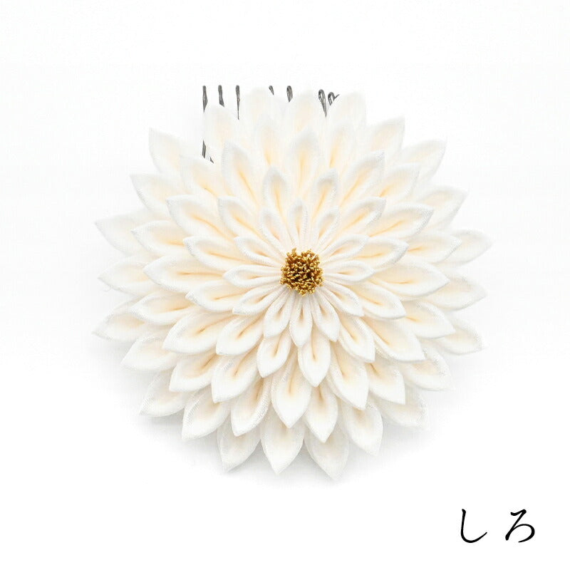 大輪菊コーム