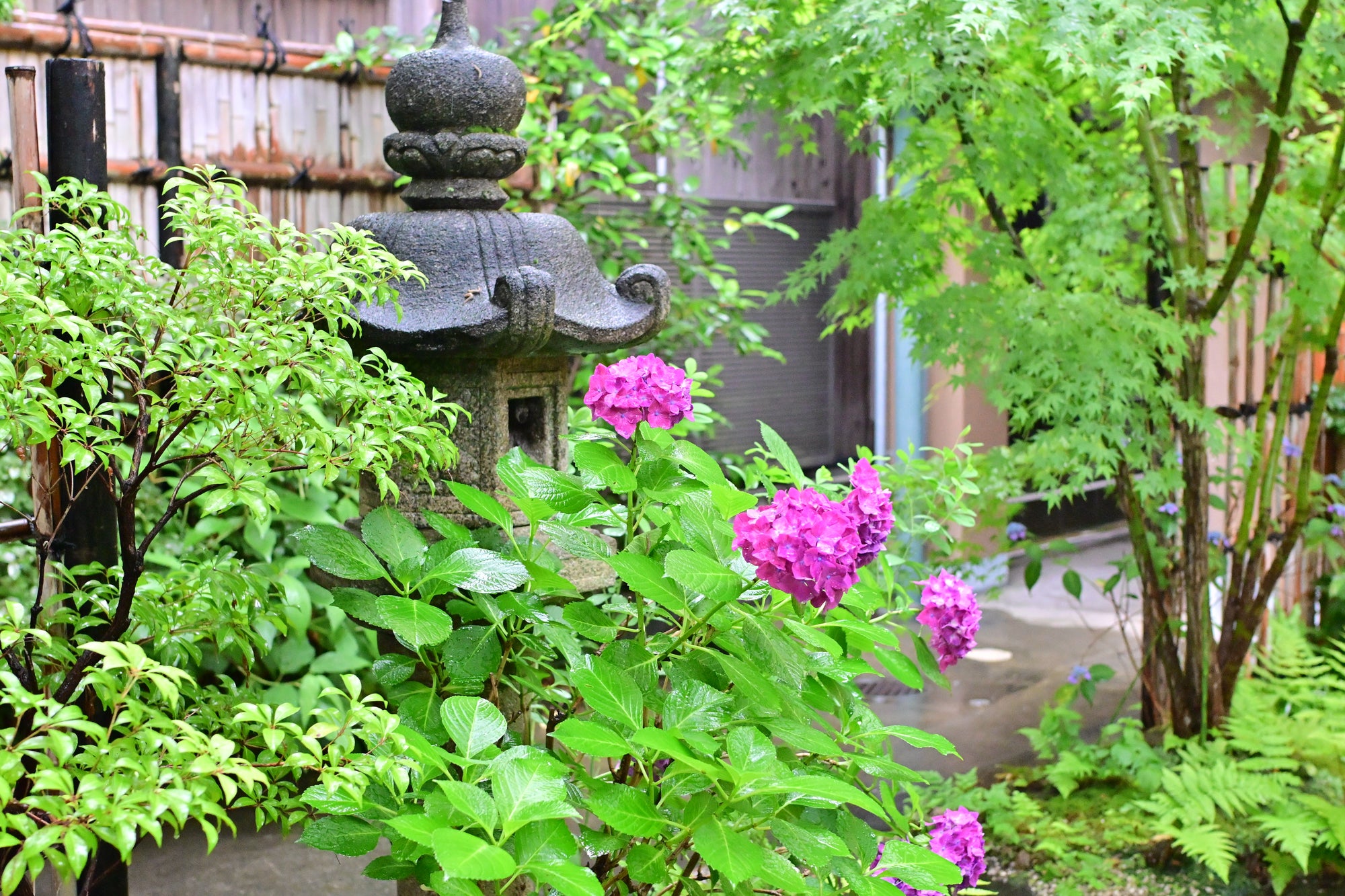 はなれの庭 四季の緑と紫陽花